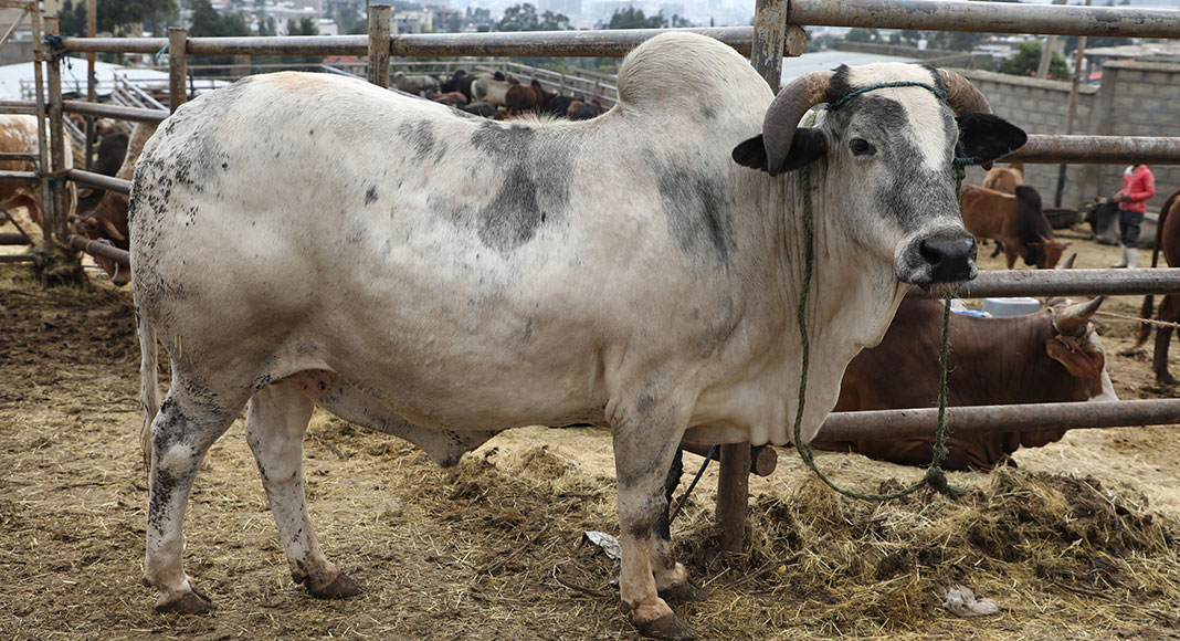 Markets in Slump Ahead of Easter Celebrations | The Reporter | #1 Latest Ethiopian News Today