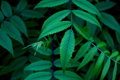 20180520811eafbe-b39a-67d0-910d-aeb6d7eb5794