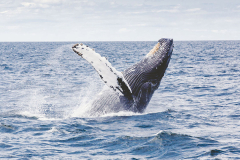 2018052086caa760-7c70-08a0-6e61-762dfb48ed8b